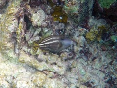 Orange Spotted Filefish (5